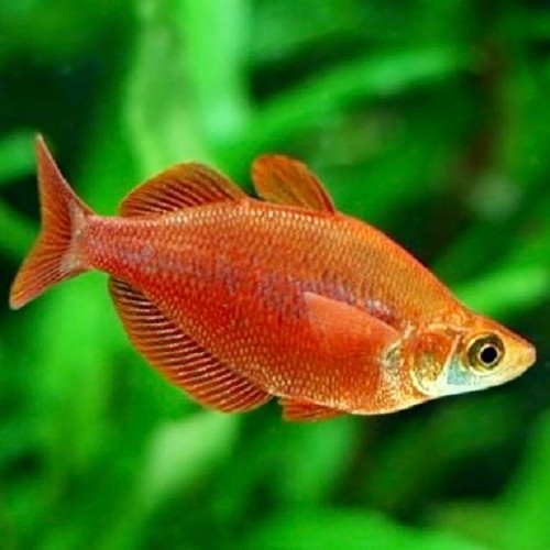 Glossolepis incisus - Roter guinea regenbogenfisch ML